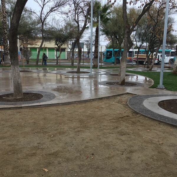 Mantención profesional de áreas verdes y jardines municipales