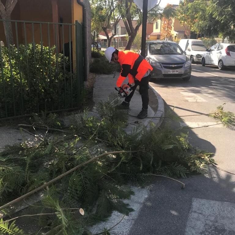 Poda de árboles en plaza pública