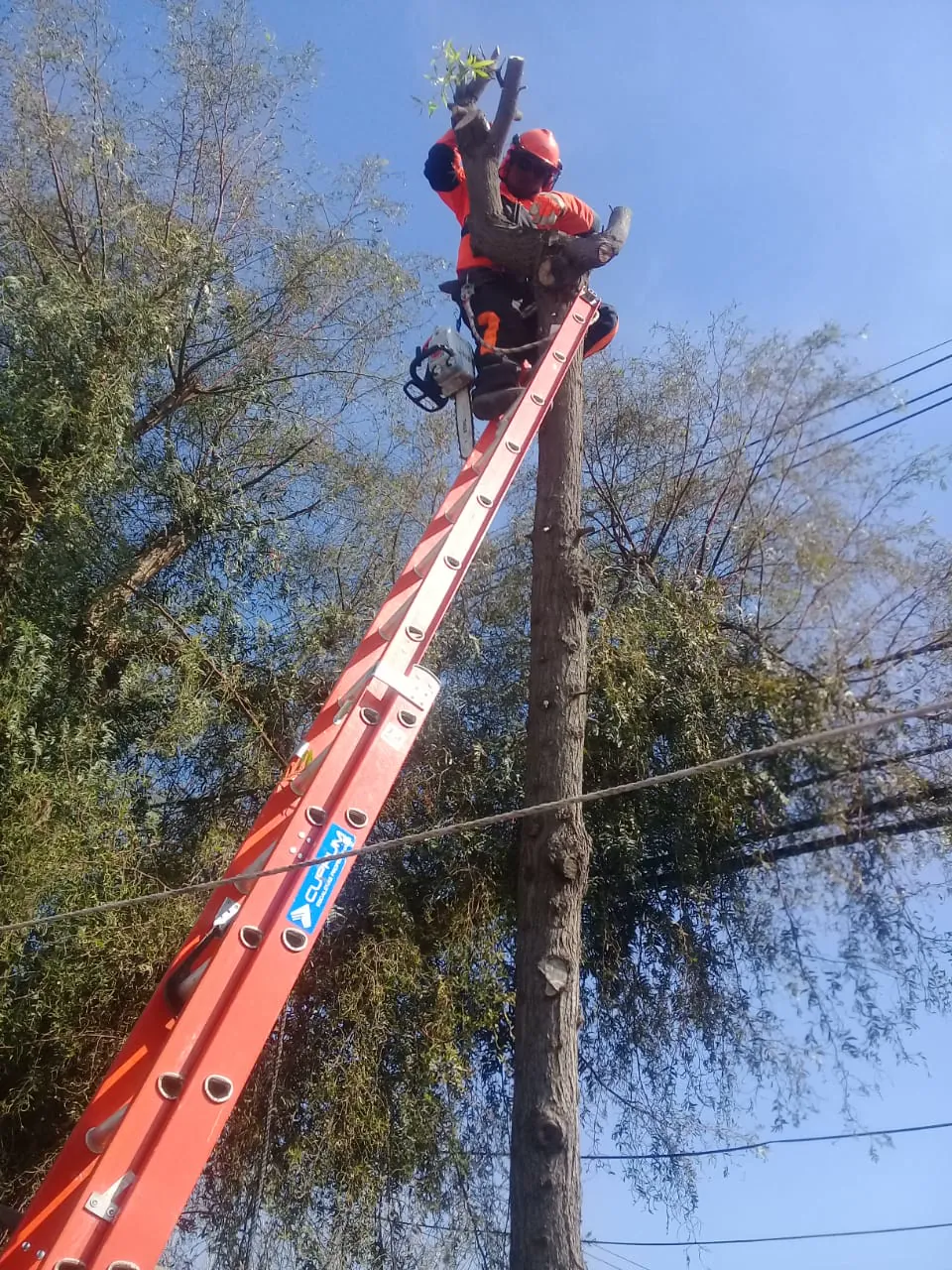 Trabajador con casco y arnés podando ramas de un árbol en altura desde una escalera
