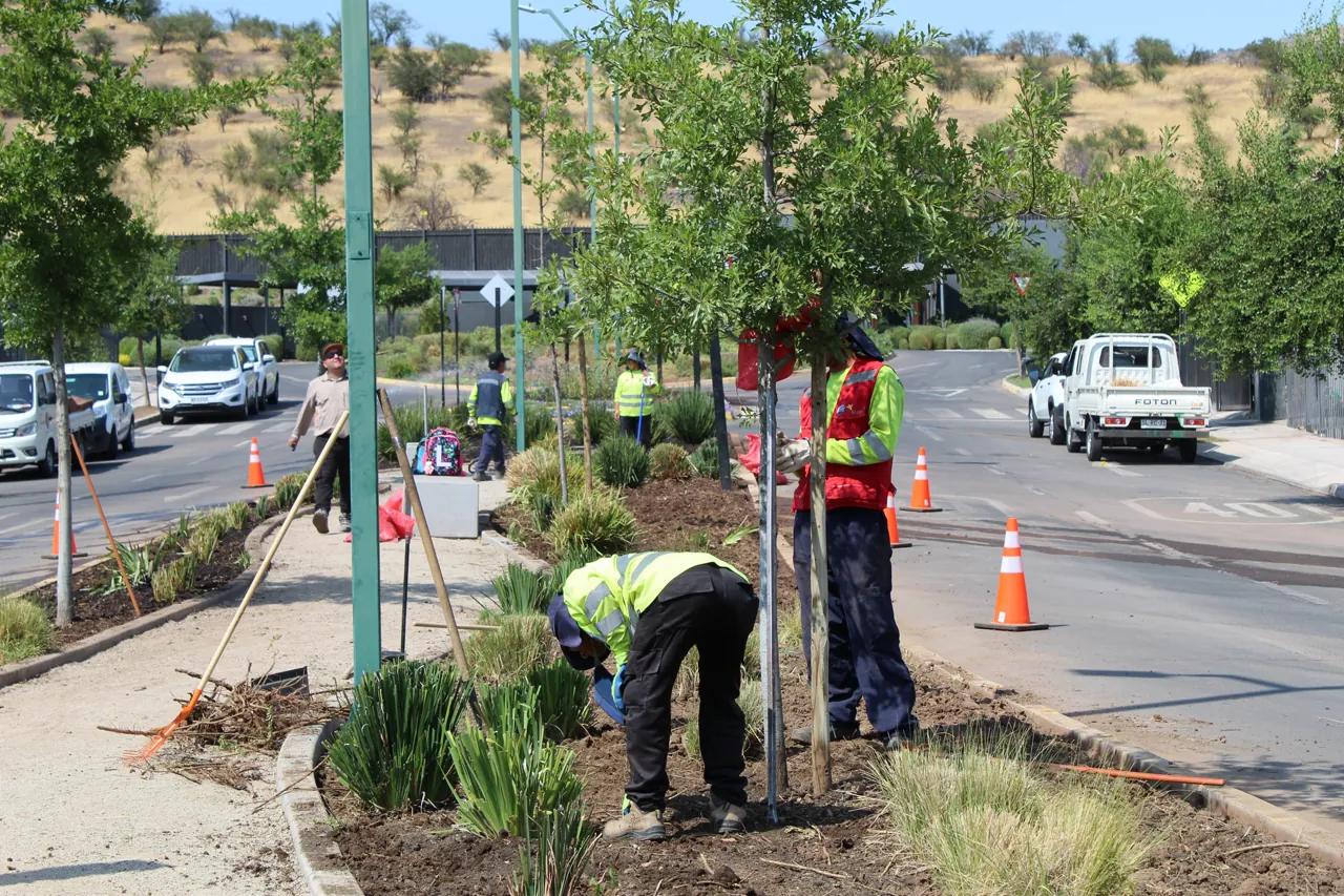 Cuadrilla de EDT plantando árboles y manteniendo áreas verdes en bandejón de avenida