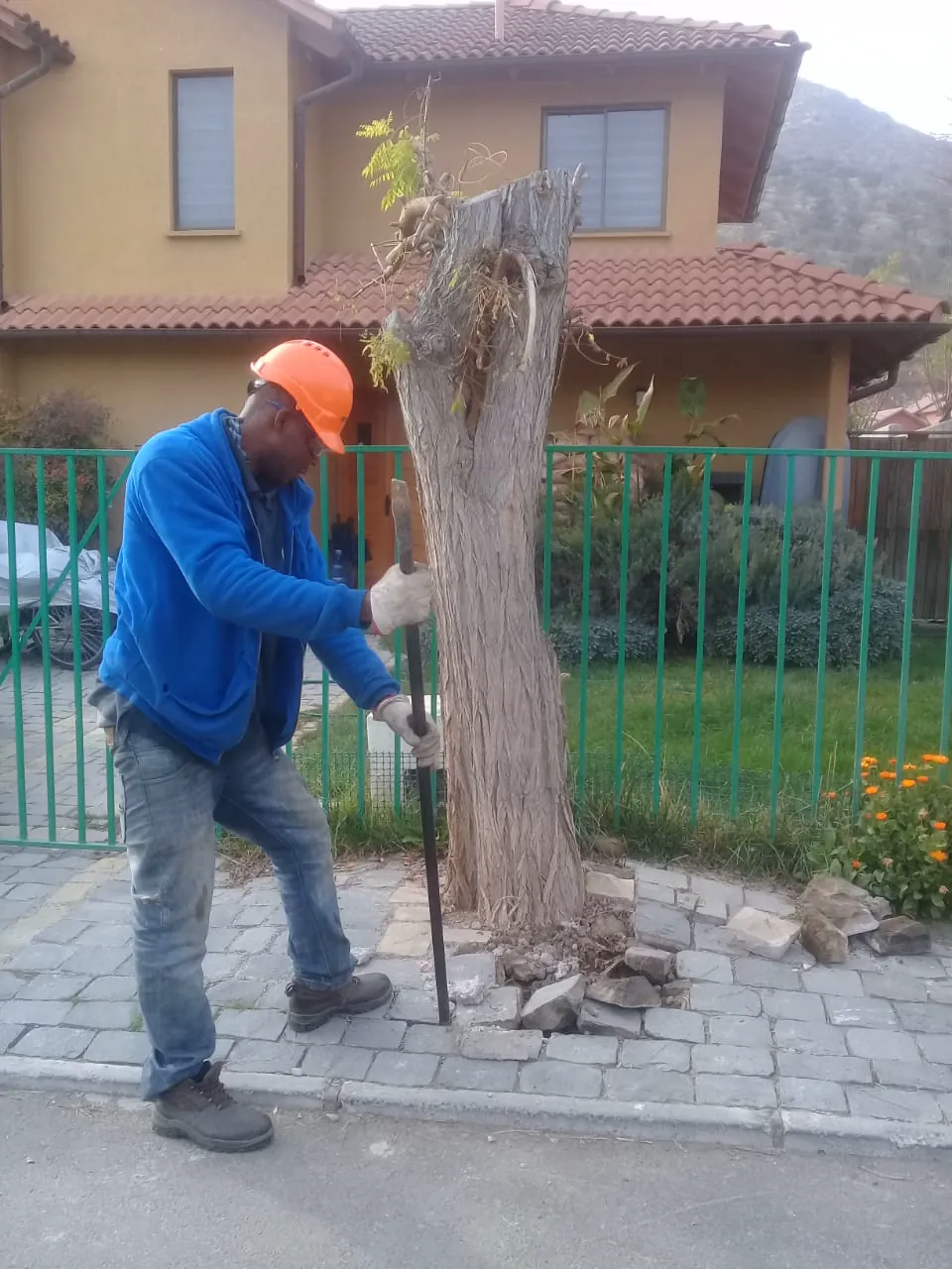 Extracción del tocón de un árbol urbano ya podado con barreta, en vereda residencial
