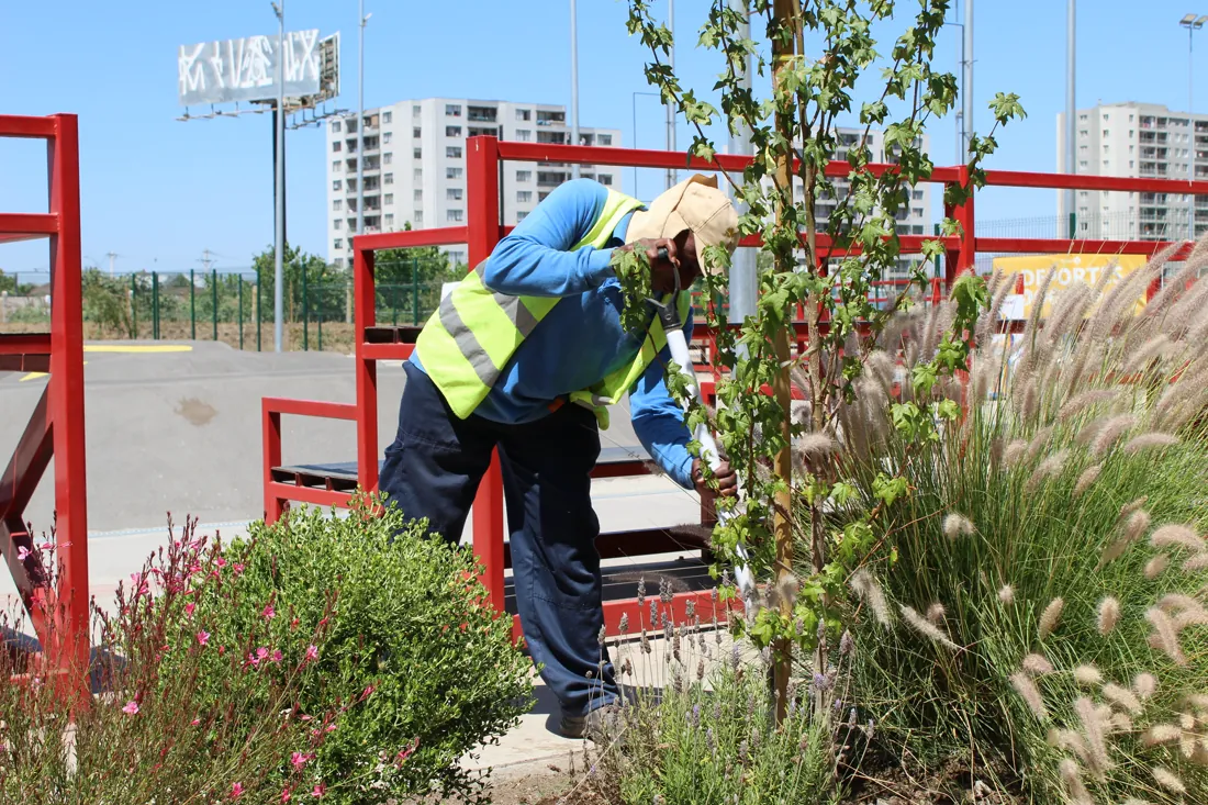 Operario tutorando y asegurando un árbol joven recién plantado en parque urbano